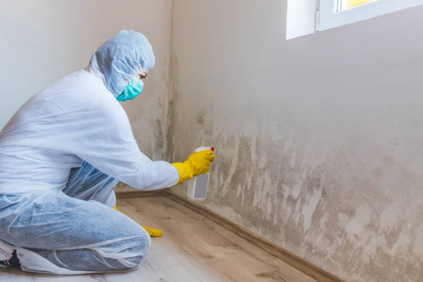 Mold Remediation specialist working in Needham Heights
