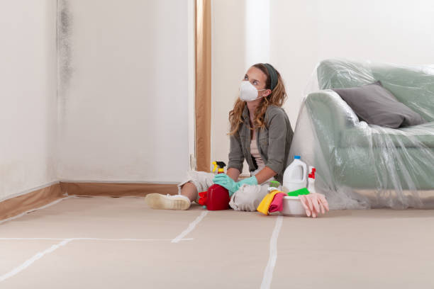 Mold Removal service in Needham Heights